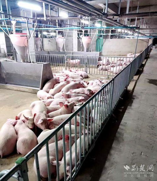 鄂城兩會(huì) 湖北一地提出打造 八戒小鎮(zhèn) ,達(dá)產(chǎn)后預(yù)計(jì)年產(chǎn)值120億元